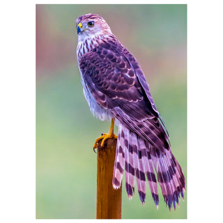 Will Davis Studios fine art wildlife photograph of a Cooper’s hawk perched on a wooden post with detailed feathers and long tail, designed for a 5x7 greeting card.