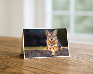 Greeting card with a coyote on a wooden surface by Will Davis Studios