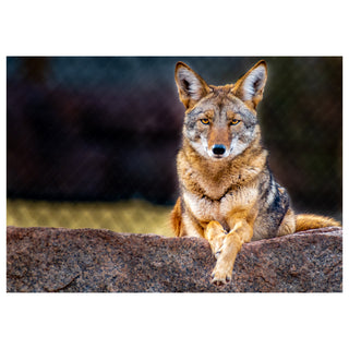 Coyote sitting on a rock with a blurred natural background photo by Matt Punches
