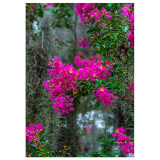 Fine art greeting card featuring vibrant hot pink crepe myrtle blooms cascading through silver-grey Spanish moss with rich green foliage against a soft dreamy woodland backdrop, capturing the lush beauty of the American South, 5x7 blank card with envelope by Will Davis Studios.