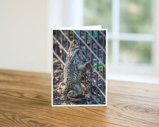 Greeting card with a frog on a metal fence on a wooden surface Will Davis Studios