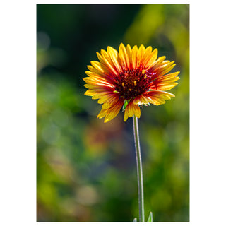 Single yellow and red flower with a blurred green background Will Davis Studios