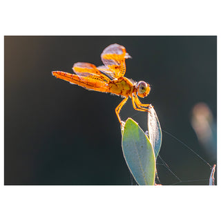 Orange dragonfly perched on a leaf with a blurred background photo by Matt Punches