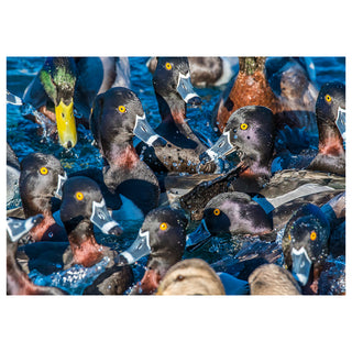 Group of ducks in a body of water with a white background