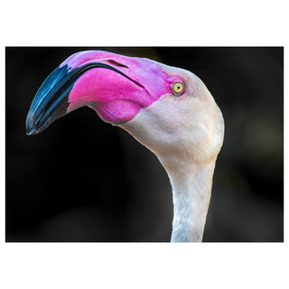 Fine art greeting card featuring a dramatic extreme close-up portrait of a Greater Flamingo with vivid hot pink face, bold downward-curved black-tipped beak, and a singular pale yellow eye wearing an expression of supreme unimpressed magnificence, set against a deep black background that dramatically highlights every extraordinary detail, 5x7 blank card with envelope by Will Davis Studios.