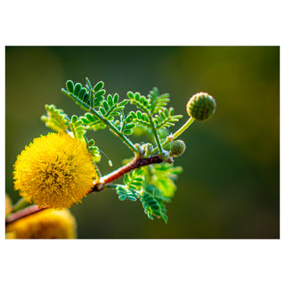 Close-up of a yellow flower and green leaves on a blurred background