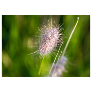 Fine art greeting card featuring a delicate fountain grass plume captured in backlit macro detail, its wispy pink and silver filaments radiating outward like a tiny frozen firework against a dreamy soft-focus lush green bokeh background, with a slender grass stem curving gracefully alongside, 5x7 blank card with envelope by Will Davis Studios.