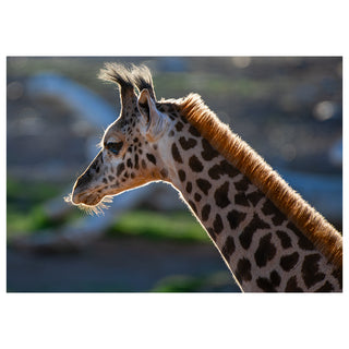 Fine art greeting card featuring a young giraffe in stunning close-up profile with its elegantly sweeping patterned neck displaying rich chocolate brown patches against warm cream coat, a glowing amber mane backlit in golden light, a wild dark hair tuft crowning the head, and delicate chin whiskers, set against a dreamy soft-focus blue and green bokeh background, 5x7 blank card with envelope by Will Davis Studios.