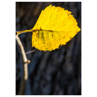 Fine art greeting card featuring a solitary golden autumn leaf backlit by warm sunlight with intricate vein structure glowing like stained glass, set against a deep moody charcoal background that dramatically highlights the luminous amber and gold tones of the single leaf on a slender bare branch, 5x7 blank card with envelope by Will Davis Studios.