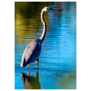 Great blue heron standing in water with a blurred background photo by Matt Punches