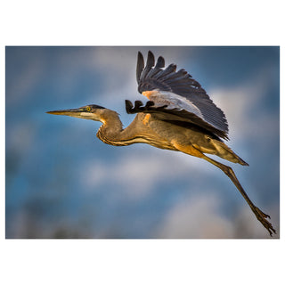 Fine art greeting card featuring a Great Blue Heron in full flight with massive slate-blue wings spread wide, its rich amber and grey plumage glowing in warm golden light against a dramatic soft blue sky with billowing clouds, legs trailing gracefully behind and piercing golden eye focused forward, 5x7 blank card with envelope by Will Davis Studios.