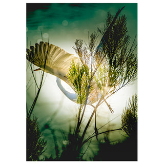 Sunlight filtering through trees with a mystical atmosphere photo by Matt Punches