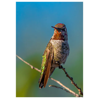 Hummingbird perched on a branch with a blurred natural background photo by Matt Punches