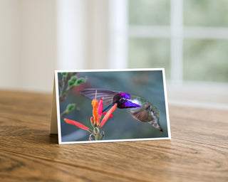 Greeting card with a colorful hummingbird on a flower on a wooden surface by Will Davis Studios