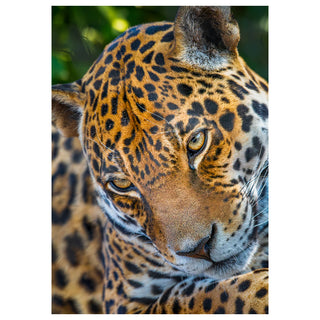 Close-up of a leopard's face with a blurred green background Will-Davis-Studios