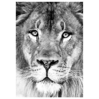 Black-and-white close-up portrait of a male lion’s face with intense eyes, fine fur detail, and dramatic wildlife photography styling for a 5x7 greeting card. Will Davis Studios photo by Matt Punches
