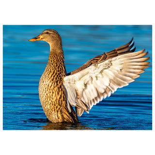 Duck with wings spread on a blue water background Will Davis Studios