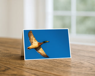 Mallard duck flying across a clear blue sky, wildlife photography greeting card by Will Davis Studios