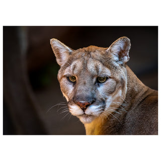 Close-up of a mountain lion's face with a blurred background photo by Matt Punches