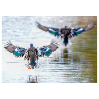 Two ducks taking off from water with wings spread wide. Photo by Matt Punches