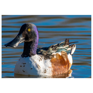 Duck with a purple neck and brown chest swimming in water
