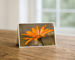 Will Davis Studios 5x7 fine art floral greeting card featuring a vibrant orange daisy macro photograph, displayed standing on a wooden table with a soft blurred background