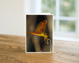 Will Davis Studios 5x7 fine art greeting card featuring a macro photograph of an orange dragonfly perched on a curved stem, displayed standing on a wooden table with a white envelope