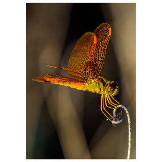 Will Davis Studios macro fine art photograph of an orange dragonfly perched on a curved stem with glowing translucent wings, designed for a 5x7 nature photography greeting card.
