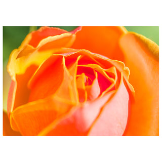 Close-up of an orange rose with a blurred green background photo by Matt Punches