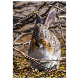 Hare sitting among dry branches and grass peekaboo Bunny
