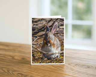 Greeting card with a rabbit design on a wooden surface by Will Davis Studios