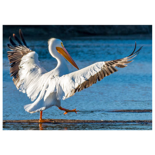 White pelican with outstretched wings on a body of water photo by Matt Punches