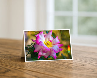 Will Davis Studios 5x7 fine art flower greeting card featuring a pink and white rose with a yellow center, displayed standing on a wooden table with a white envelope.