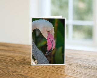Flamingo card on a wooden surface with a blurred natural background by Will Davis Studios