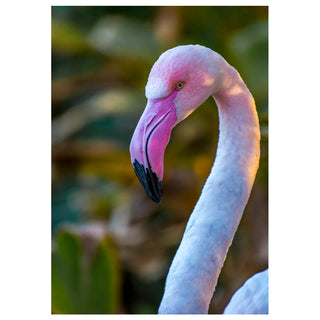 Close-up of a pink flamingo with a blurred green background photo by Matt Punches