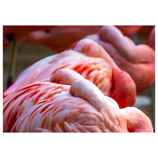 Close-up of a pink flamingo with blurred background photo by Matt Punches