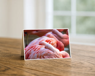 Flamingo card on a wooden surface with a blurred background Will Davis Studios
