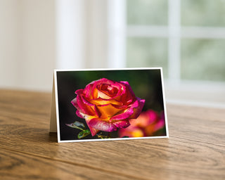 Close-up photograph of a vibrant pink and yellow rose by Will Davis Studios displayed on a 5x7 floral greeting card.