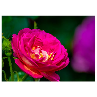 Close-up of a vibrant pink rose with a blurred purple flower in the background.