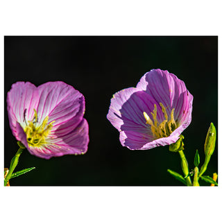 Two purple flowers with yellow centers on a black background greeting card photo by Matt Punches Will Davis Studios