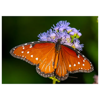 Fine art greeting card featuring a Queen Butterfly with magnificent burnt orange and sienna wings spread wide displaying intricate veining and perfectly placed white spots along dark borders, perched in quiet contentment on a cluster of soft lavender blue wildflowers against a deep emerald green bokeh background, captured in breathtaking macro detail, 5x7 blank card with envelope by Will Davis Studios.
