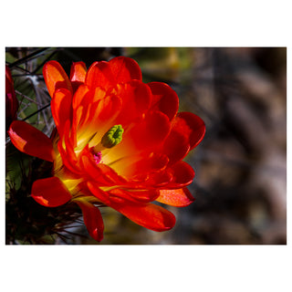 Close-up of a bright red cactus flower with a blurred natural background greeting card photo by Matt Punches