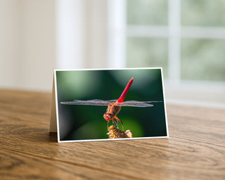 Greeting card with a red dragonfly on a wooden surface Will Davis Studios