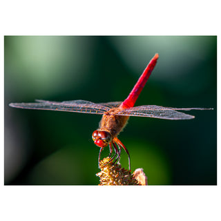 Red dragonfly perched on a plant with a blurred green background Will Davis Studios