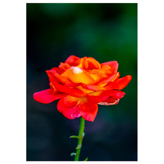Fine art greeting card featuring a single magnificent bicolor garden rose with deep scarlet red outer petals transitioning through blazing orange to a warm golden yellow center, captured in lush full bloom on a slender green thorned stem against a deep rich emerald green bokeh background that makes every vivid fiery tone glow with extraordinary depth and intensity, 5x7 blank card with envelope by Will Davis Studios.
