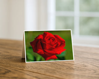 5x7 greeting card featuring a vivid red rose in macro photography against a soft green background by Will Davis Studios.