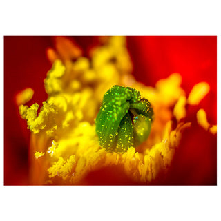 Close-up of a green insect on a red and yellow flower Will Davis Studios