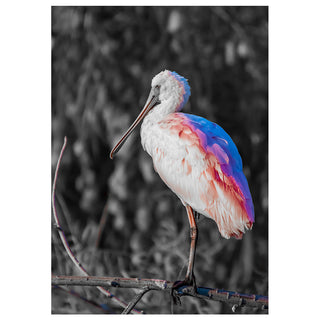 Will Davis Studios fine art photograph of a roseate spoonbill perched on a branch with selective pink and blue color tones against a black and white background, designed for a 5x7 greeting card.