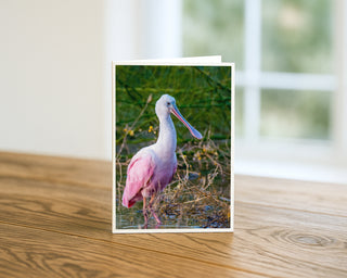 Will Davis Studios 5x7 fine art wildlife greeting card featuring a roseate spoonbill wading in shallow water, displayed standing on a wooden table with a soft blurred background