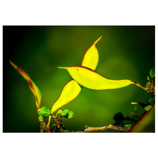Close-up of green leaves with a blurred green background